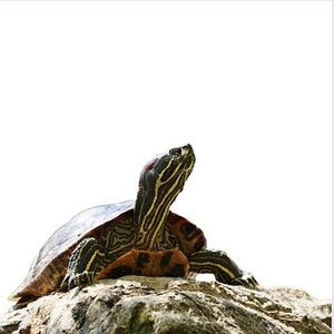 Meet your Posher, Celeste